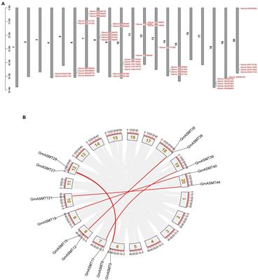 Distinct GmASMTs are involved in regulating transcription factors and signalling cross-talk across embryo development, biotic, and abiotic stress in soybean